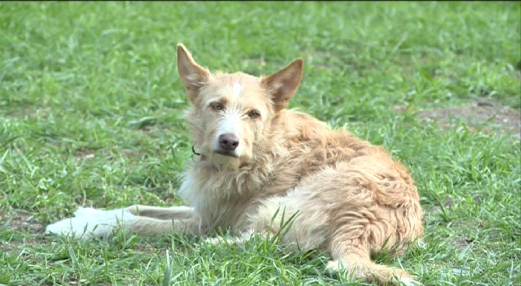 La taxa per tinença de gossos tindrà tres imports entre els 20 i els 50 euros anuals en funció de la mida de l'animal