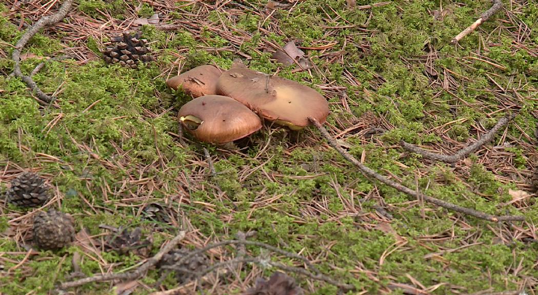 La temporada de bolets arrenca amb especial incidència al sud del país i amb el cep com a protagonista