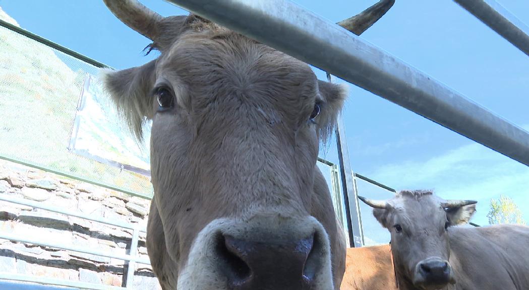 Torna la fira del bestiar de Canillo amb la mirada posada a ampliar els caps de bestiar i assegurar el relleu generacional