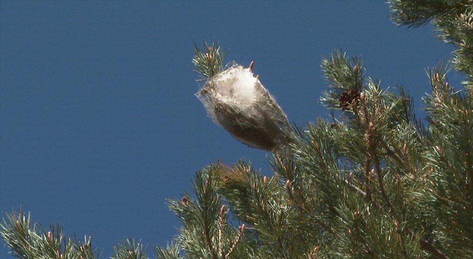 La campanya de tractament aeri de control de la procession&agrave