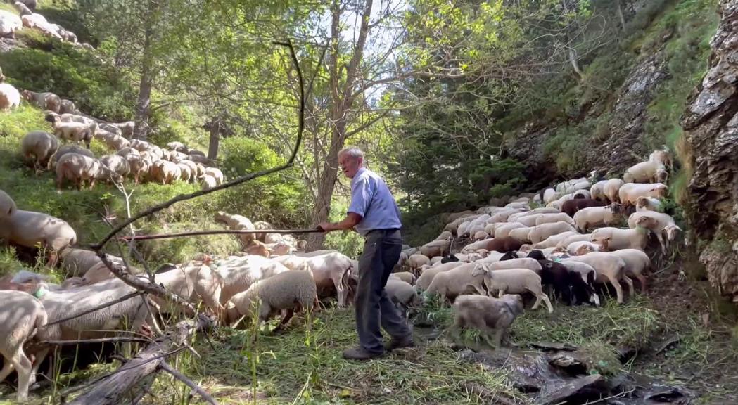 Transhumància de 800 caps de bestiar de la Seu a la Massana