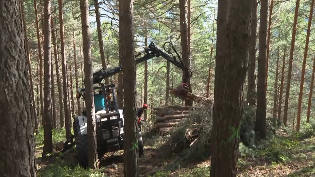 Els treballs per reduir la massa forestal comencen al bosc Negre