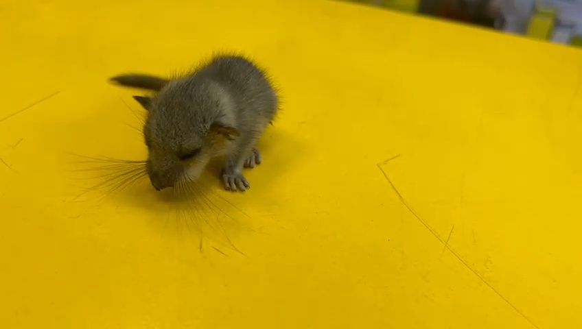 Trobada una cria de liró gris en un taller de vehicles a Sant Julià