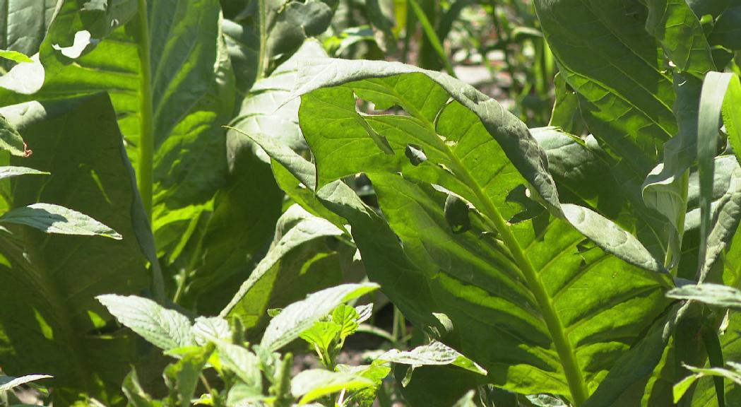 L'última calamarsada genera fortes pèrdues en els conreus de tabac 