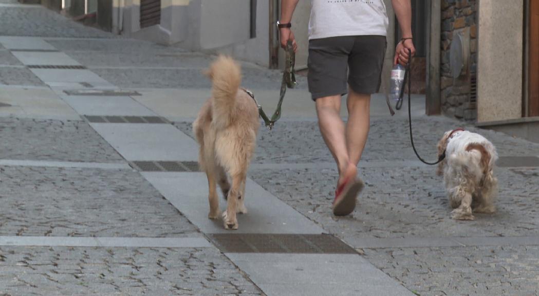 Els veterinaris avisen que no s'arriba al mínim de gossos genotipats per analitzar els excrements del carrer