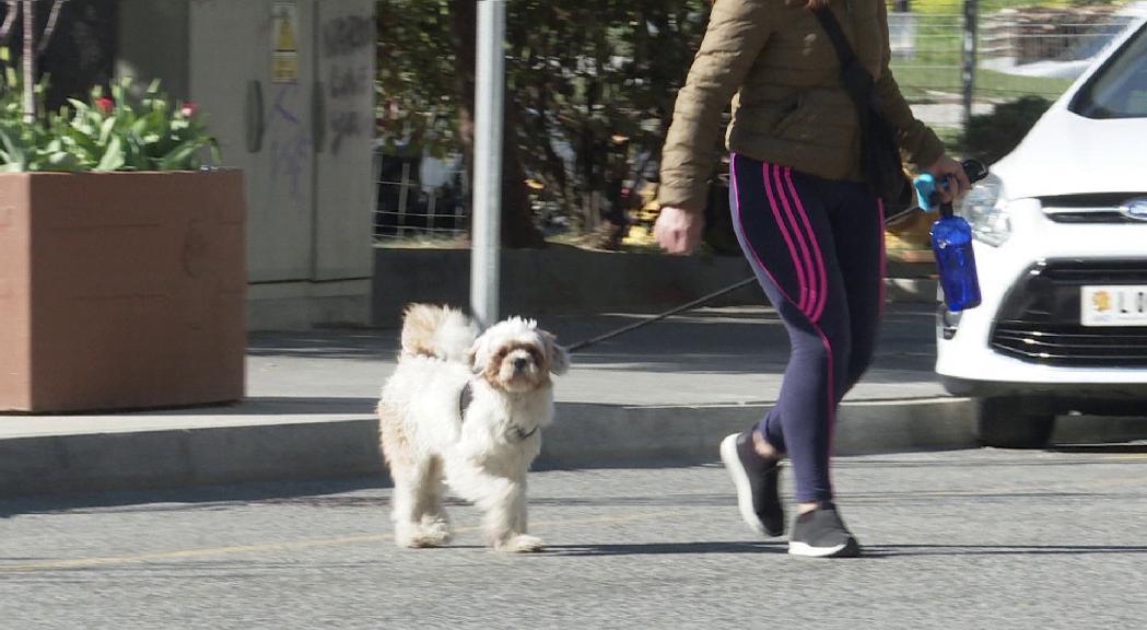 Els veterinaris dubten d'arribar a l'objectiu de censar el 75% dels gossos en un any 