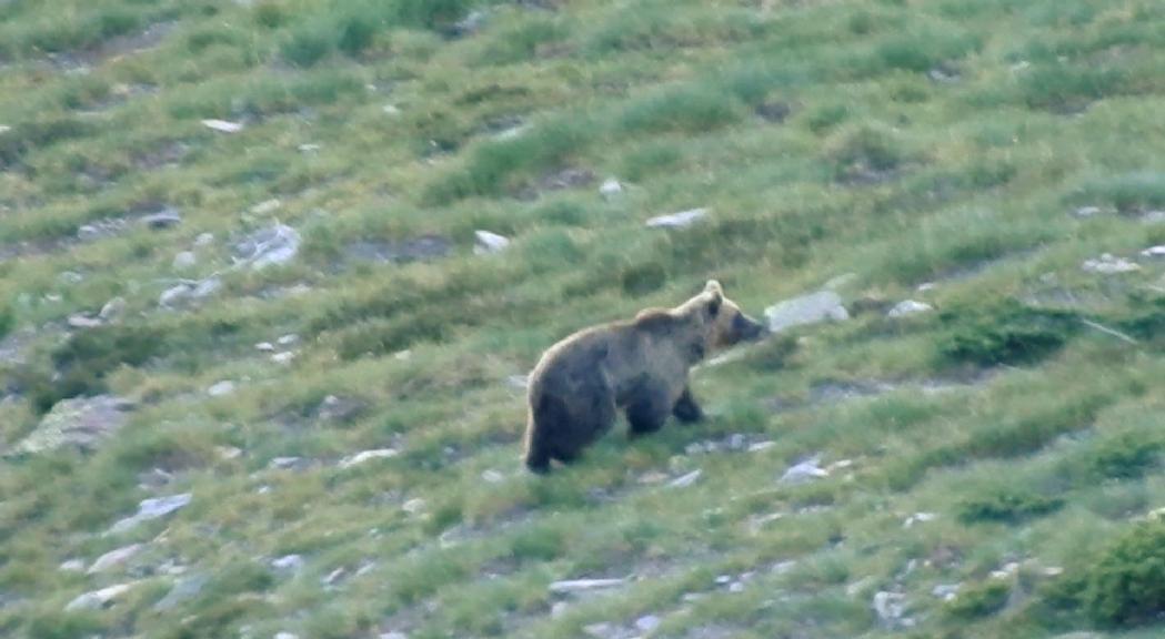 El vídeo d'un os a la zona del Comapedrosa sorprèn i es fa viral a les xarxes