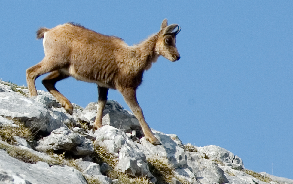 Avui acaba la Setmana de caça de l'isard, en què han pres par