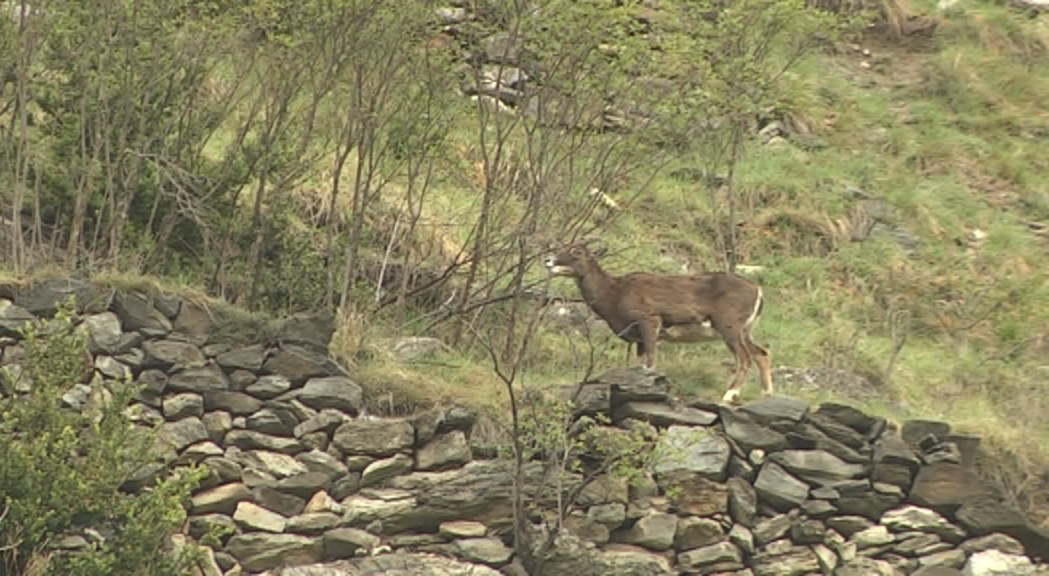 La setmana de la caça de l'isard es tanca amb un centenar de captures