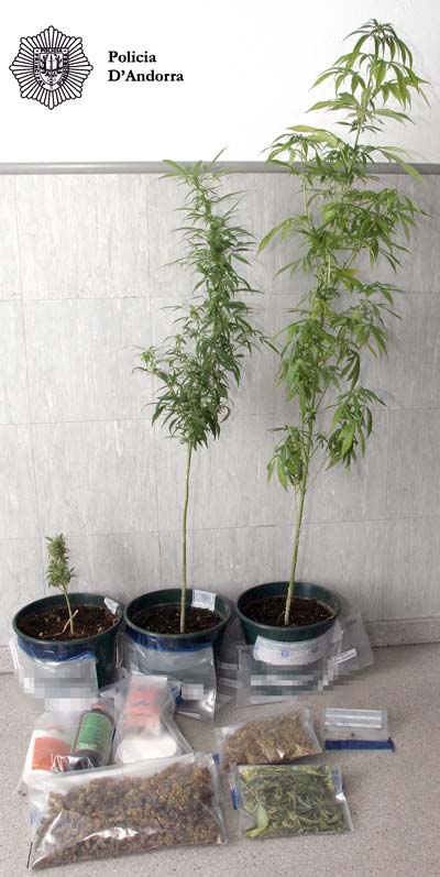 Detingut per possessió de tres plantes i 320 grams de marihuana