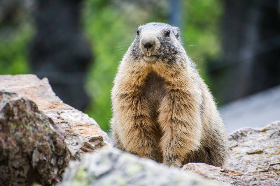 Creix la família del parc d’animals de Naturlàndia amb tres marmotes