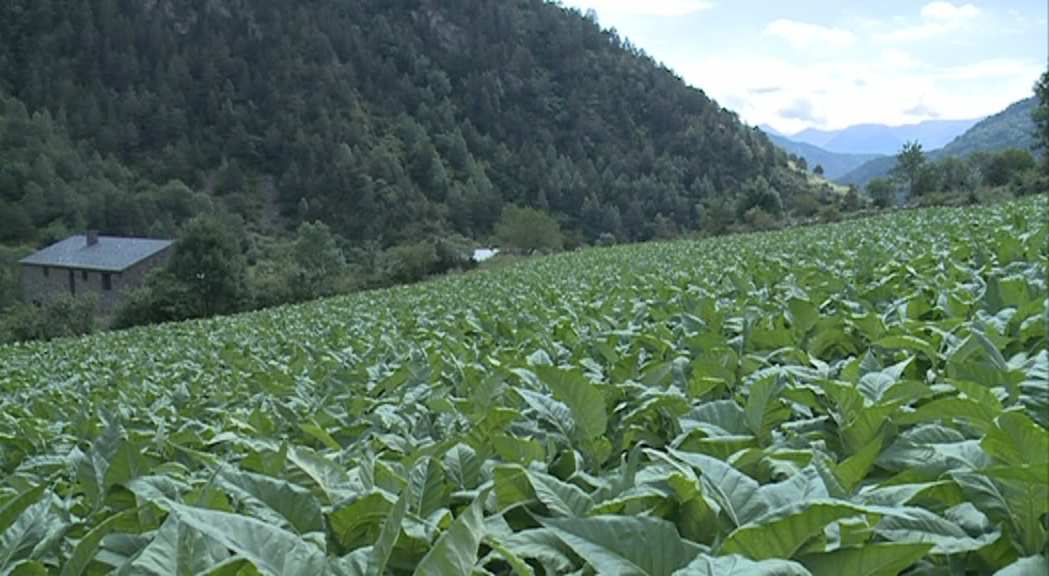 La producció de tabac creix un 2% però es manté en nivells mínims