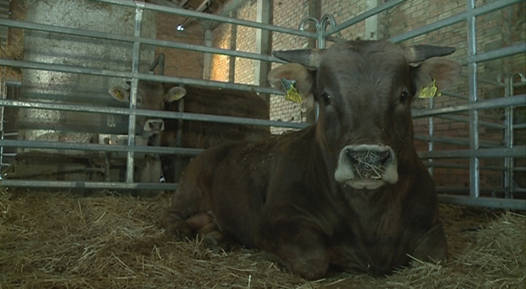 Agricultura vol millorar la raça bruna per augmentar-ne el seu valor final