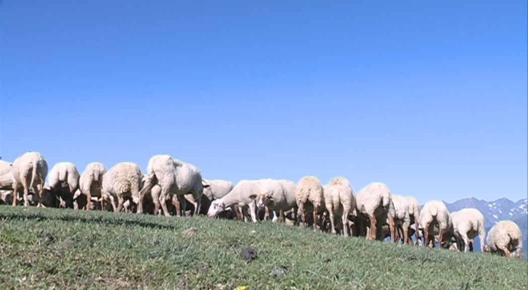 Un milió d'euros per fomentar la ramaderia