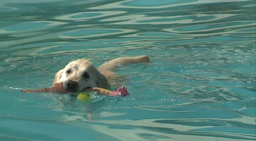 Tercera trobada aquàtica canina a la Massana amb ioga, reiki i banys a la piscina