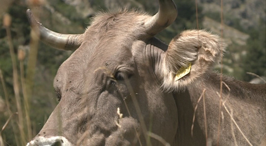 Una turista resulta ferida després de tenir un accident contra una vaca