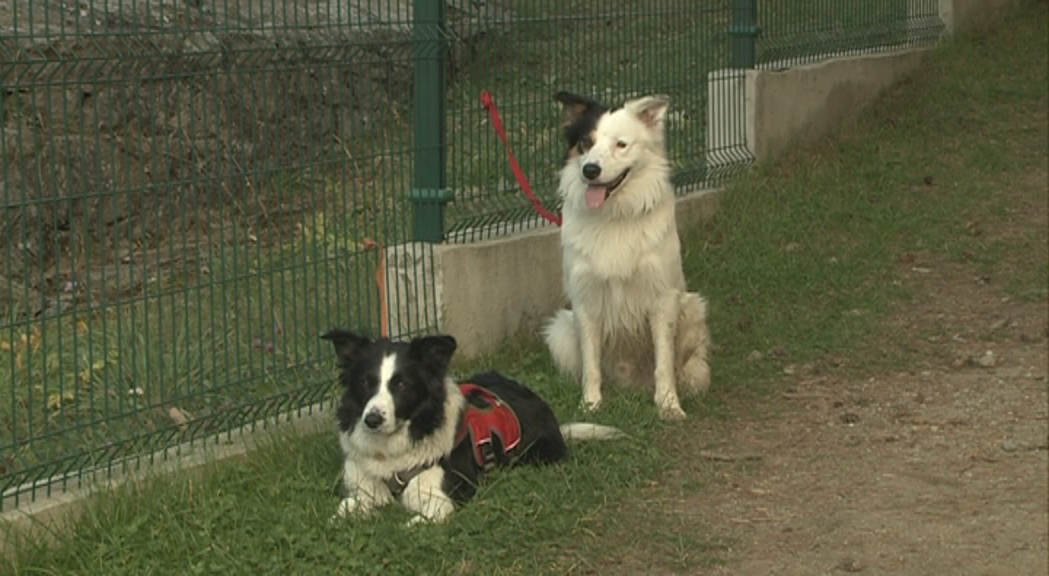 Reportatge: Una unitat canina contra els caçadors furtius