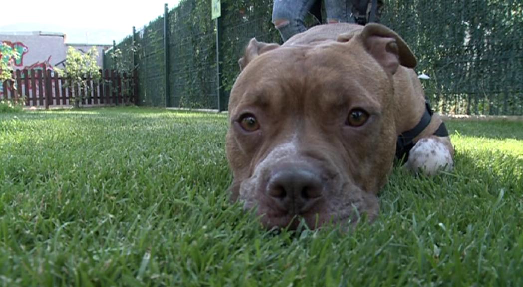 La neteja i les mascotes, amb Sílvia Peris