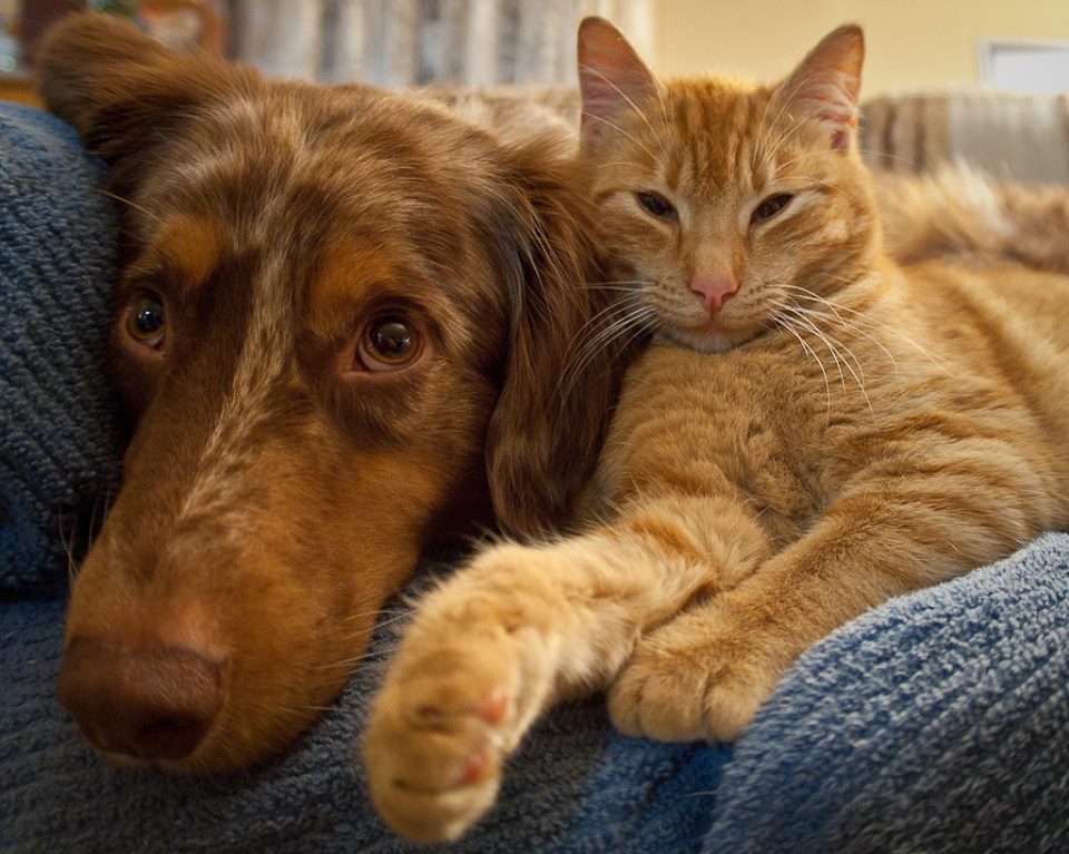 Curiositats de les mascotes
